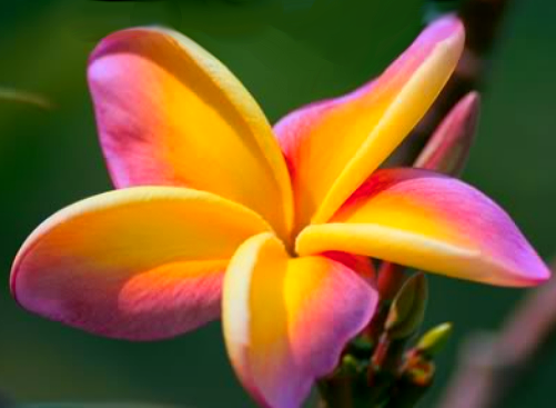 (image for) Plumeria Rubra Pink Sunset 6 Seeds - Click Image to Close